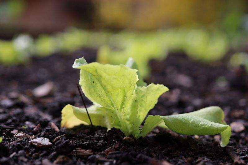 Alpenblatt Gartenpflege GmbH 13